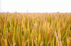 稻谷飘香迎丰年|E尊国际生产基地奏响丰收乐章